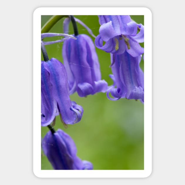 Bluebells (Hyacinthoides non-scripta) (B570/1540) Sticker by SciencePhoto